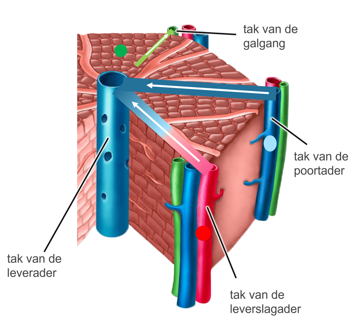 Een schematische tekening van een leverlobje
