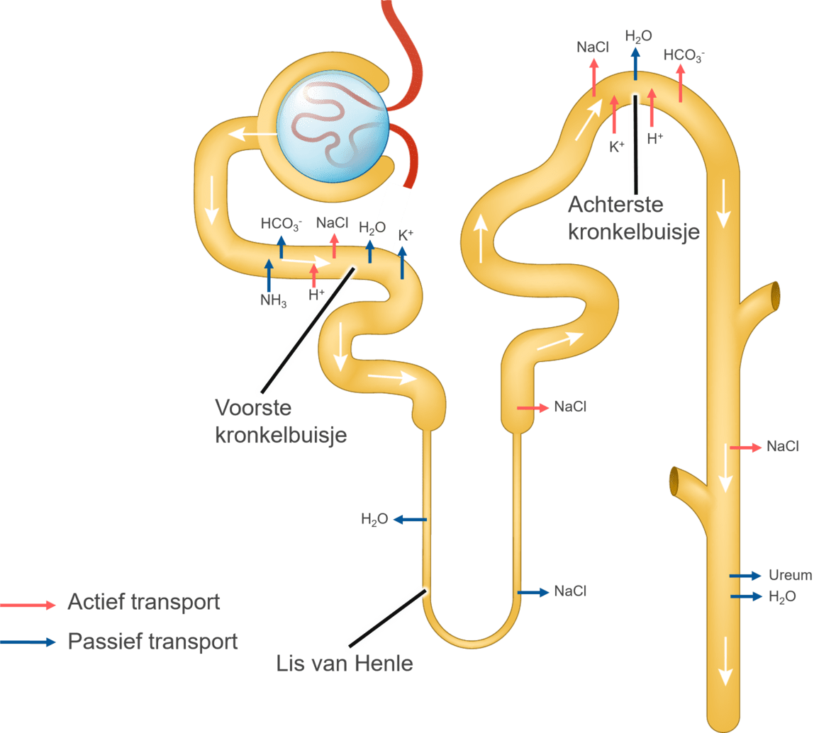 Schematische afbeelding van actief en passief transport van stoffen.