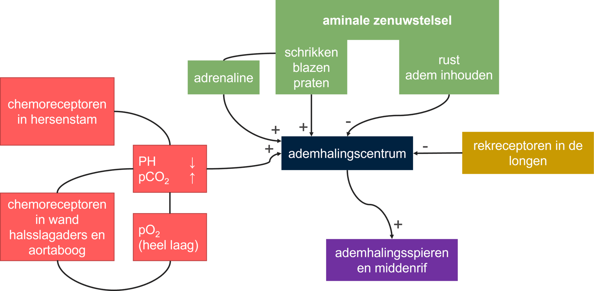 Regeling van de ademhaling samenvattend schematisch weergegeven.