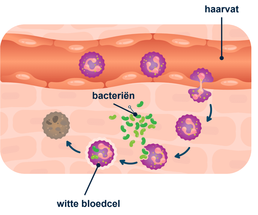 Afbeelding van witte bloedcellen die verantwoordelijk zijn voor een afweerreactie