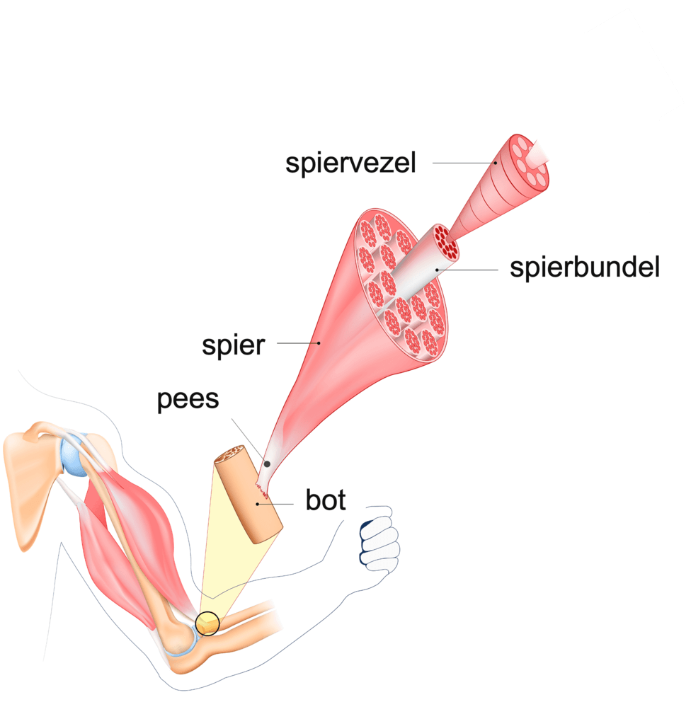 Spiervezels en spierbundels