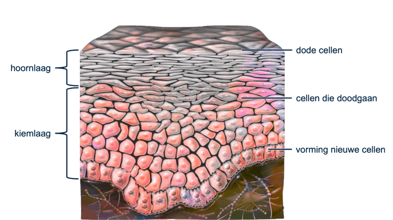 Figuur 2: de opperhuid