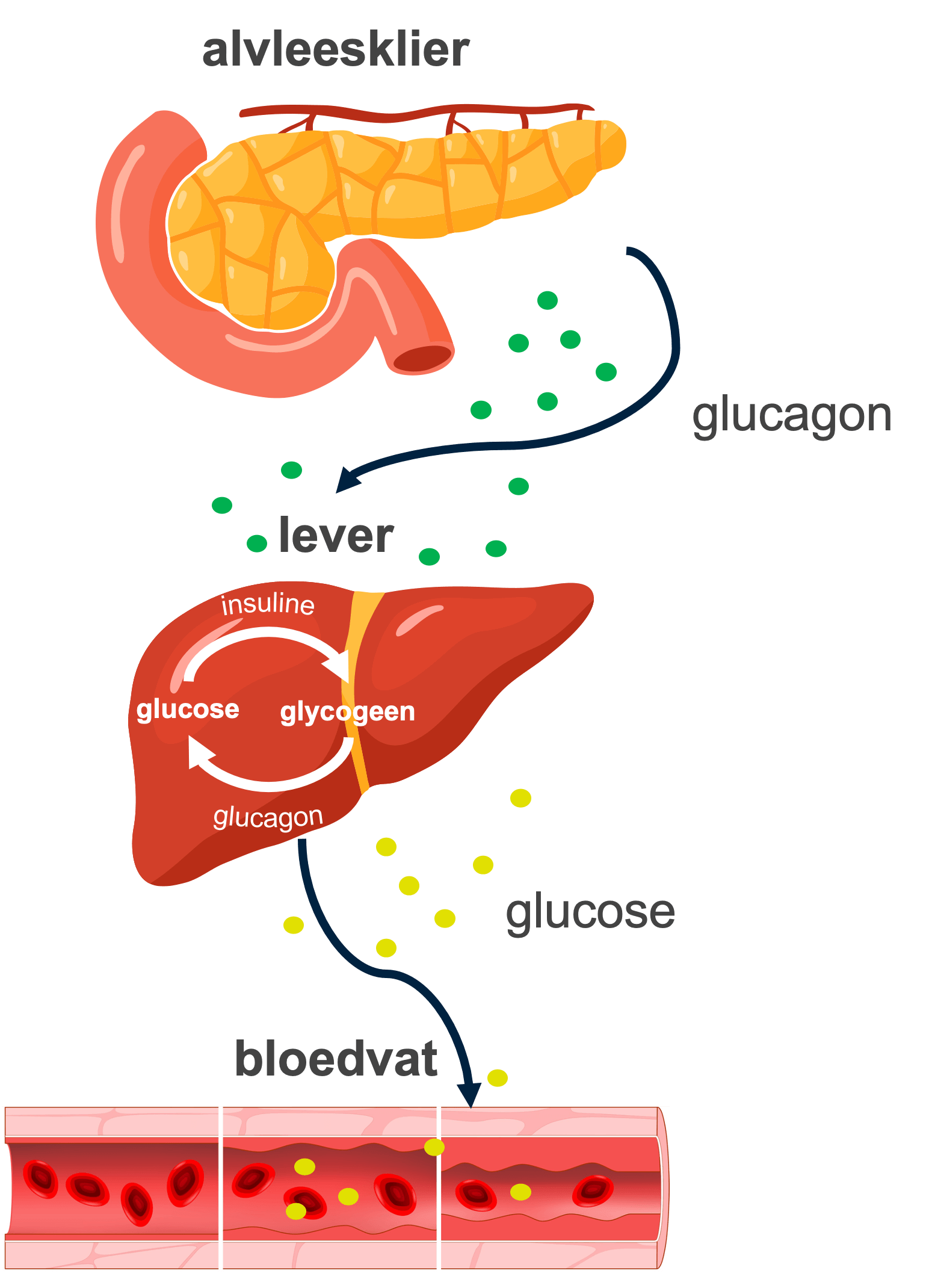 Figuur 3: regeling glucose