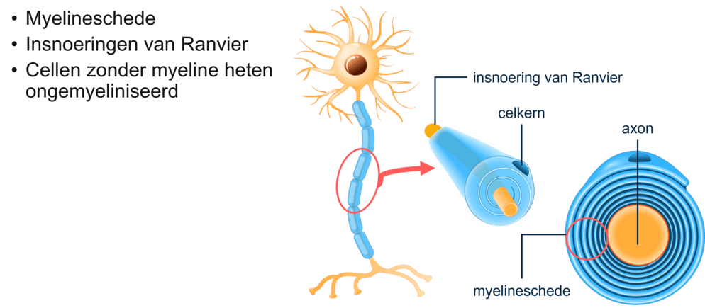 Afbeelding van een glaicel.