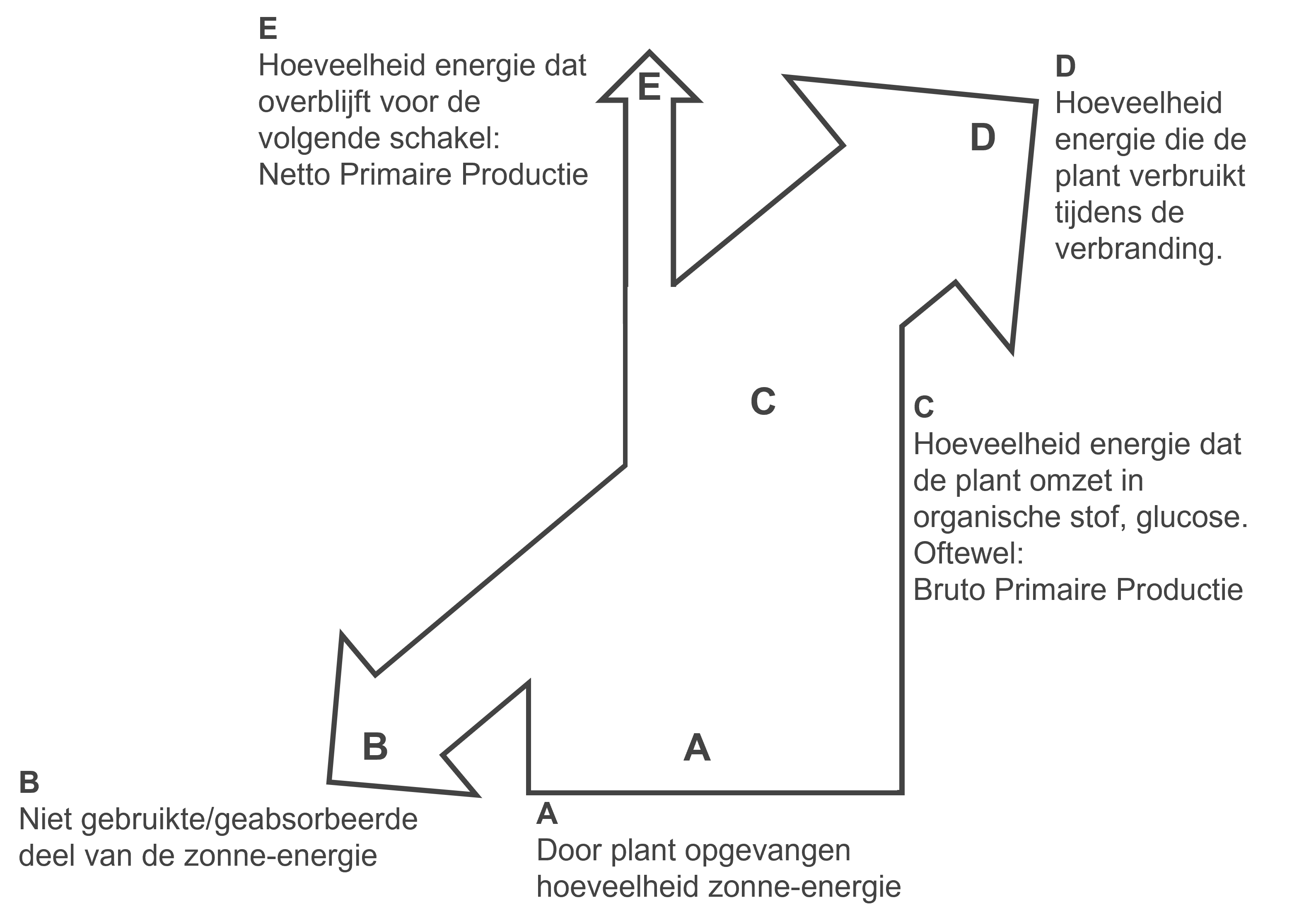 Overzicht van de energiestromen naar en van een plant, het eerste trofische niveau.