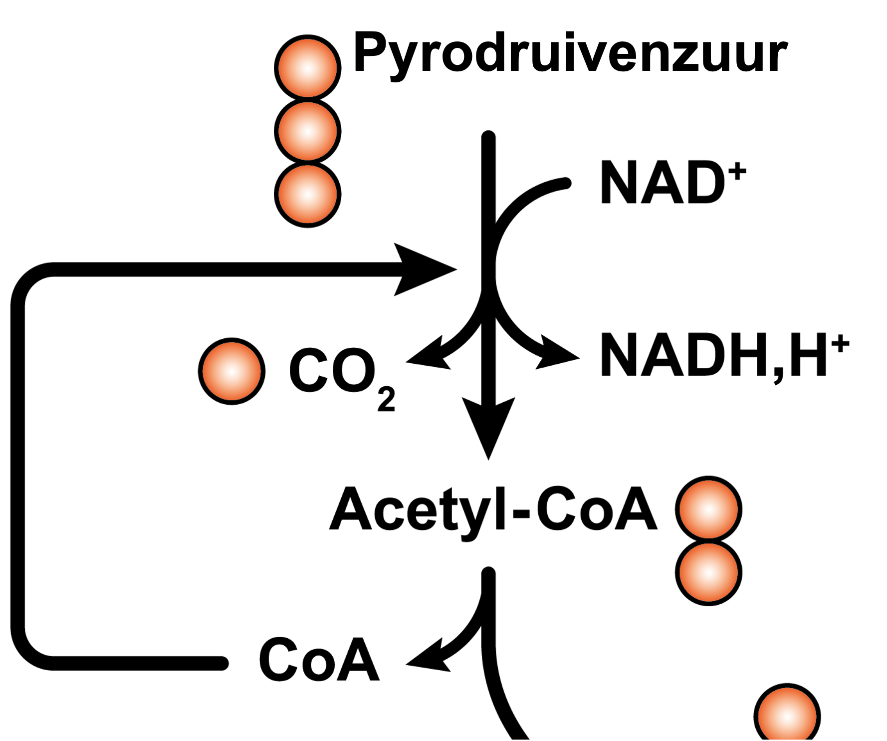Glycolyse en oxidatieve decarboxylering