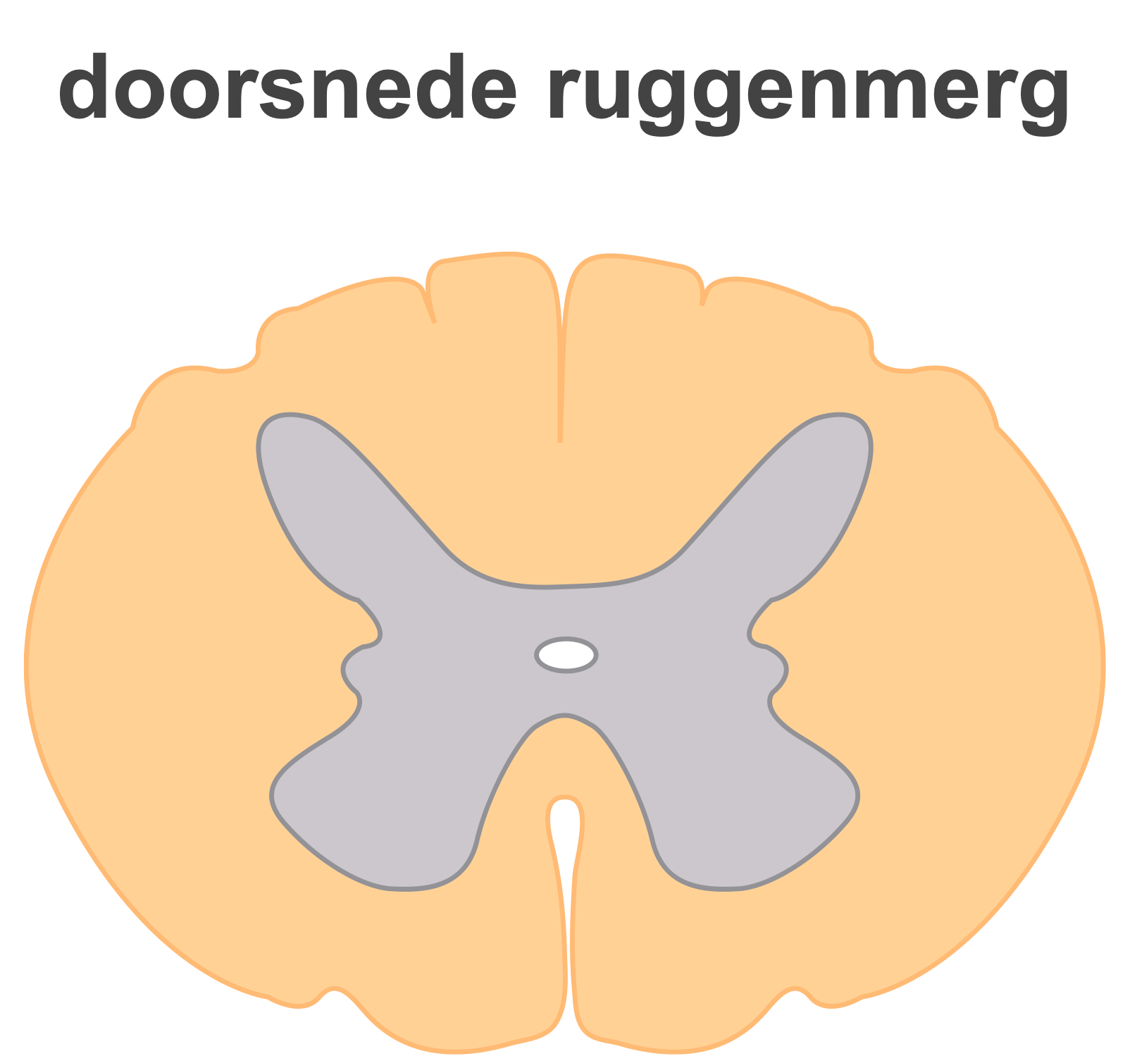 Figuur 3: doorsnede ruggenmerg