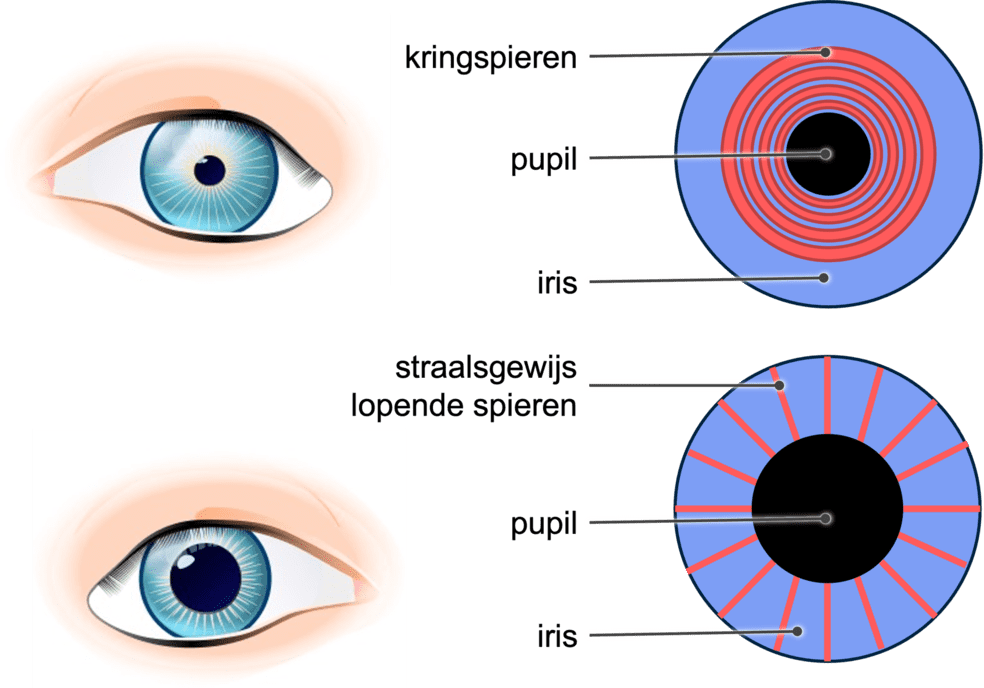 Regeling van lichtinval in het ook door het pupilreflex.