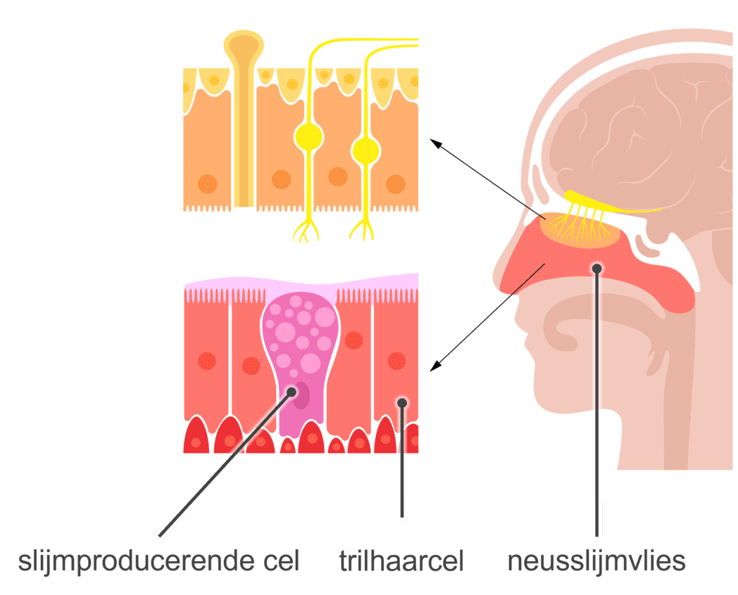 Werking van de trilhaarcellen in het neusslijmvlies