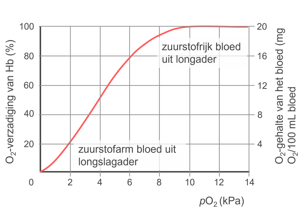 Diagram van de verzadigingskrommes van hemoglobine.