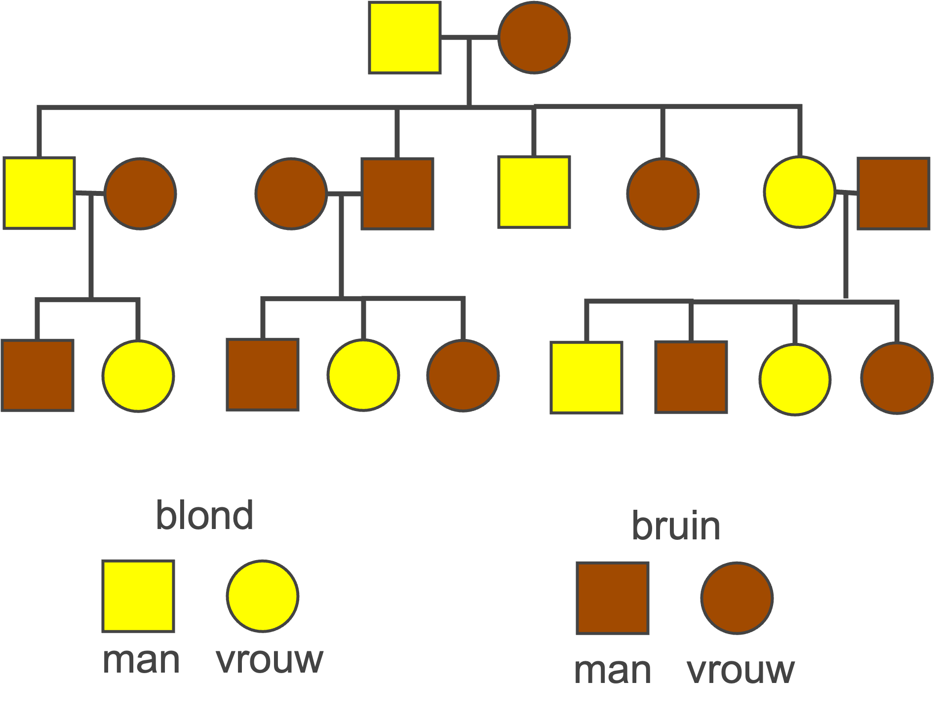 Voorbeeld van een stamboom