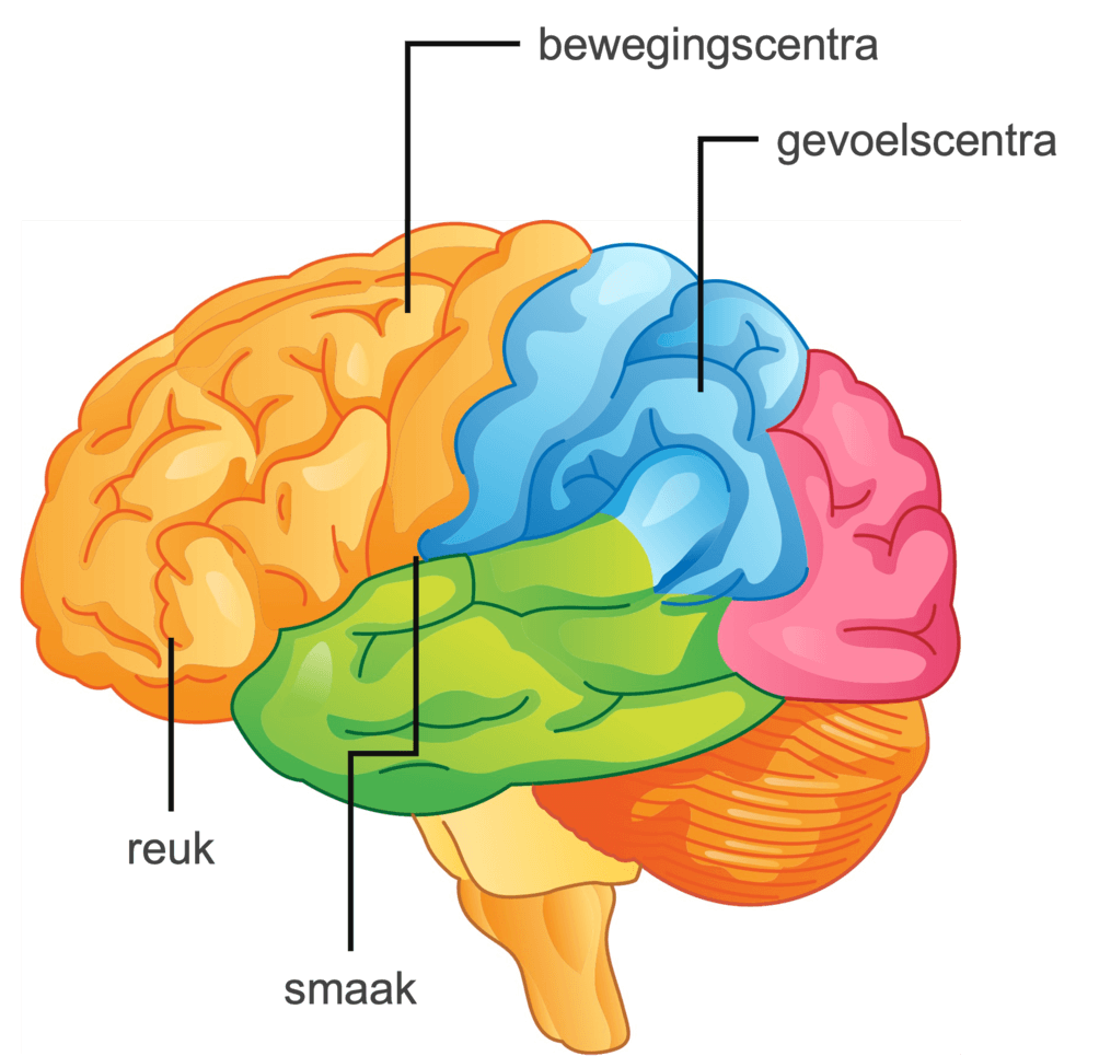 Figuur 2: verschillende hersencentra