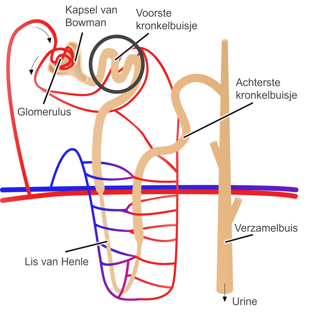 Schematische afbeelding van de lis van Henle.