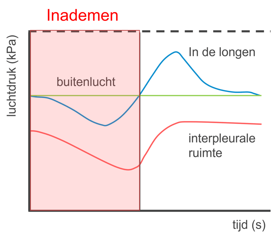 Luchtdrukverloop bij inademen