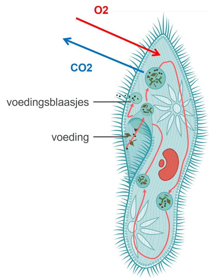 Gaswisseling bij eencellige organismen.
