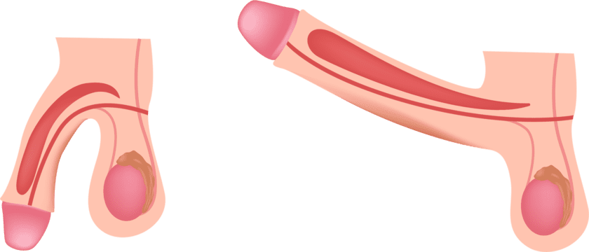 Illustratie van een erectie doordat de zwellichamen opzwellen bij opwinding.