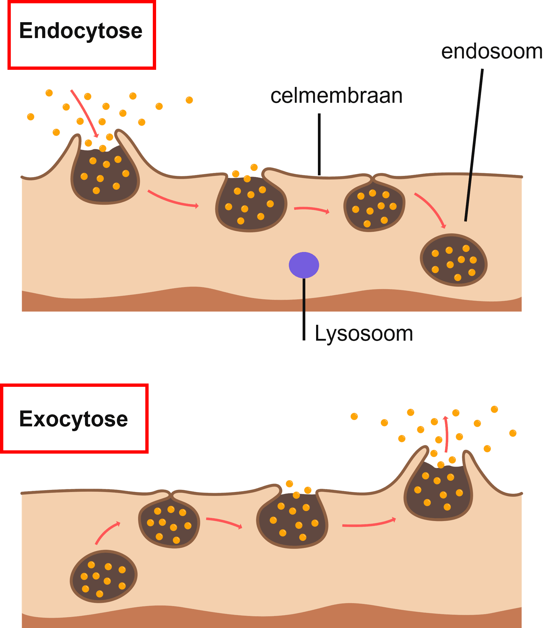 Visualisatie van endocytose en exocytose