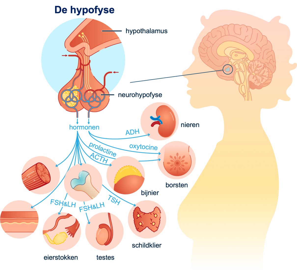 De hypofyse in de hersenen