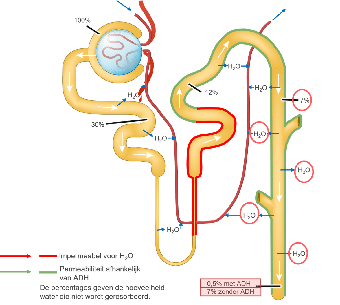 Illustratie van de invloed van ADH op de terugresorptie.