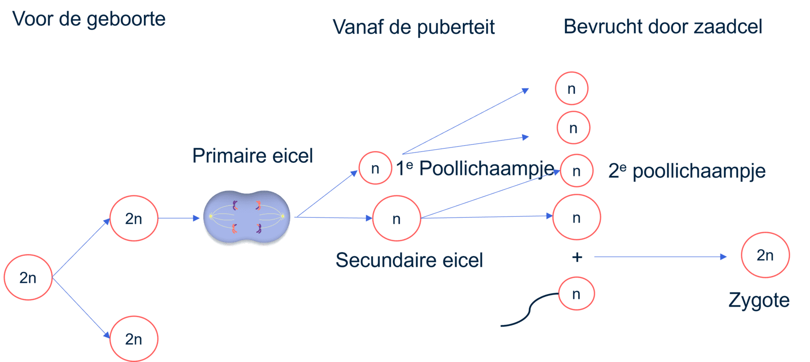 De vorming van eicellen schematisch weergegeven in verschillende stadia.