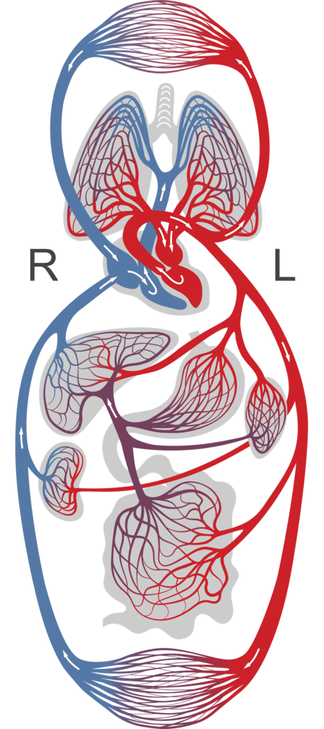 Afbeelding van de grote bloedsomloop