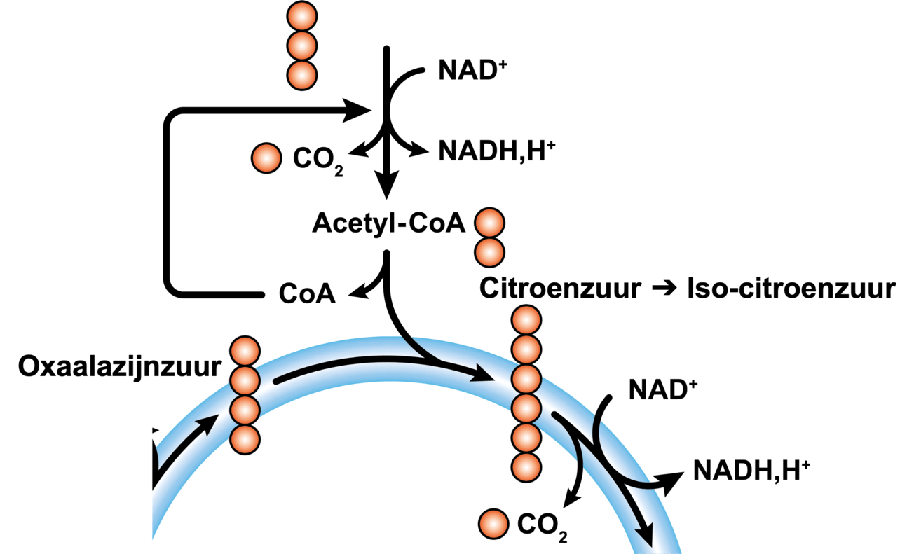 Samenvoegen van oxaalazijnzuur en Acetyl-CoA tot Citroenzuur