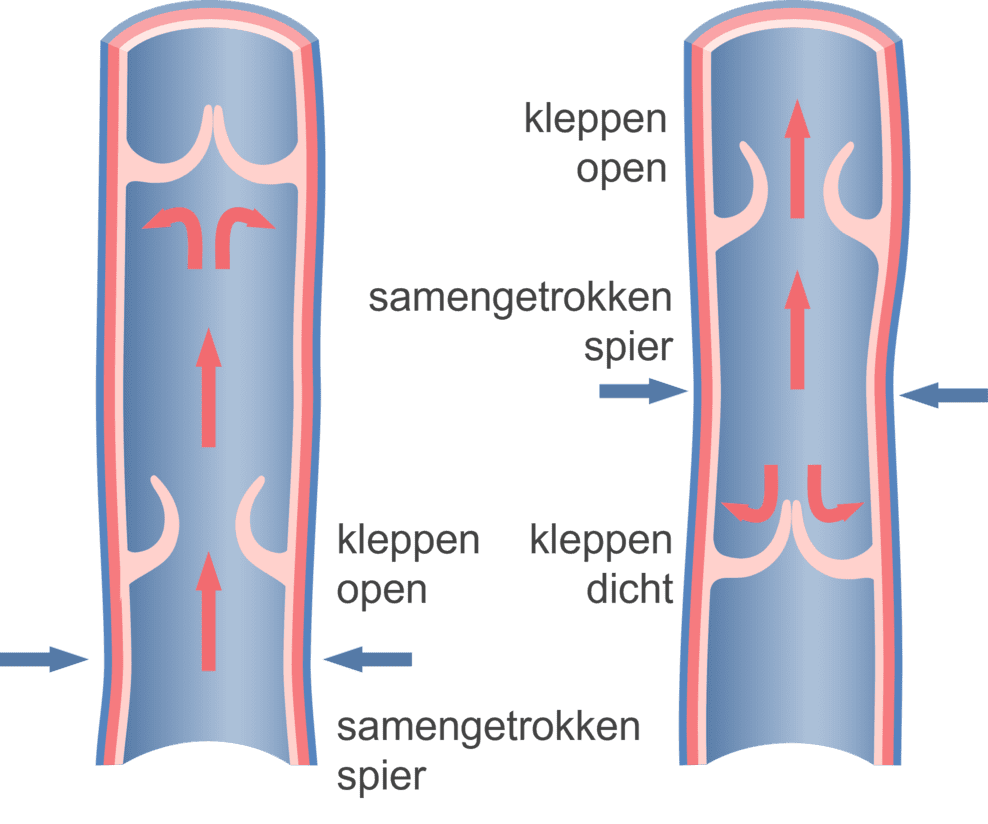 Schematische afbeelding van hoe de kleppen werken.