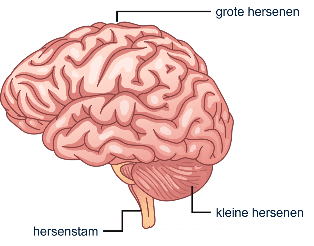 Afbeelding van de fundamentele structuur van de hersenen.