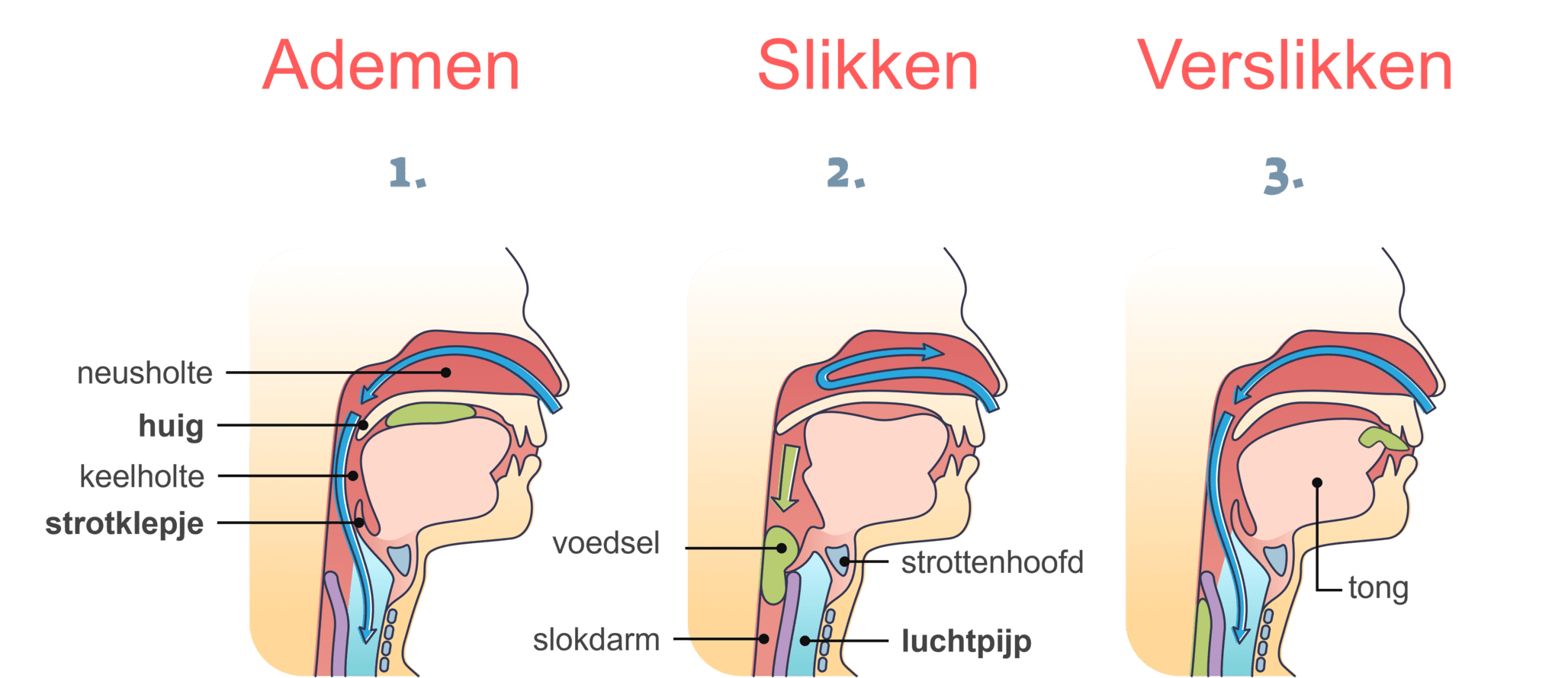 Diagram waarin ademen, slikken en verslikken worden uitgebeeld