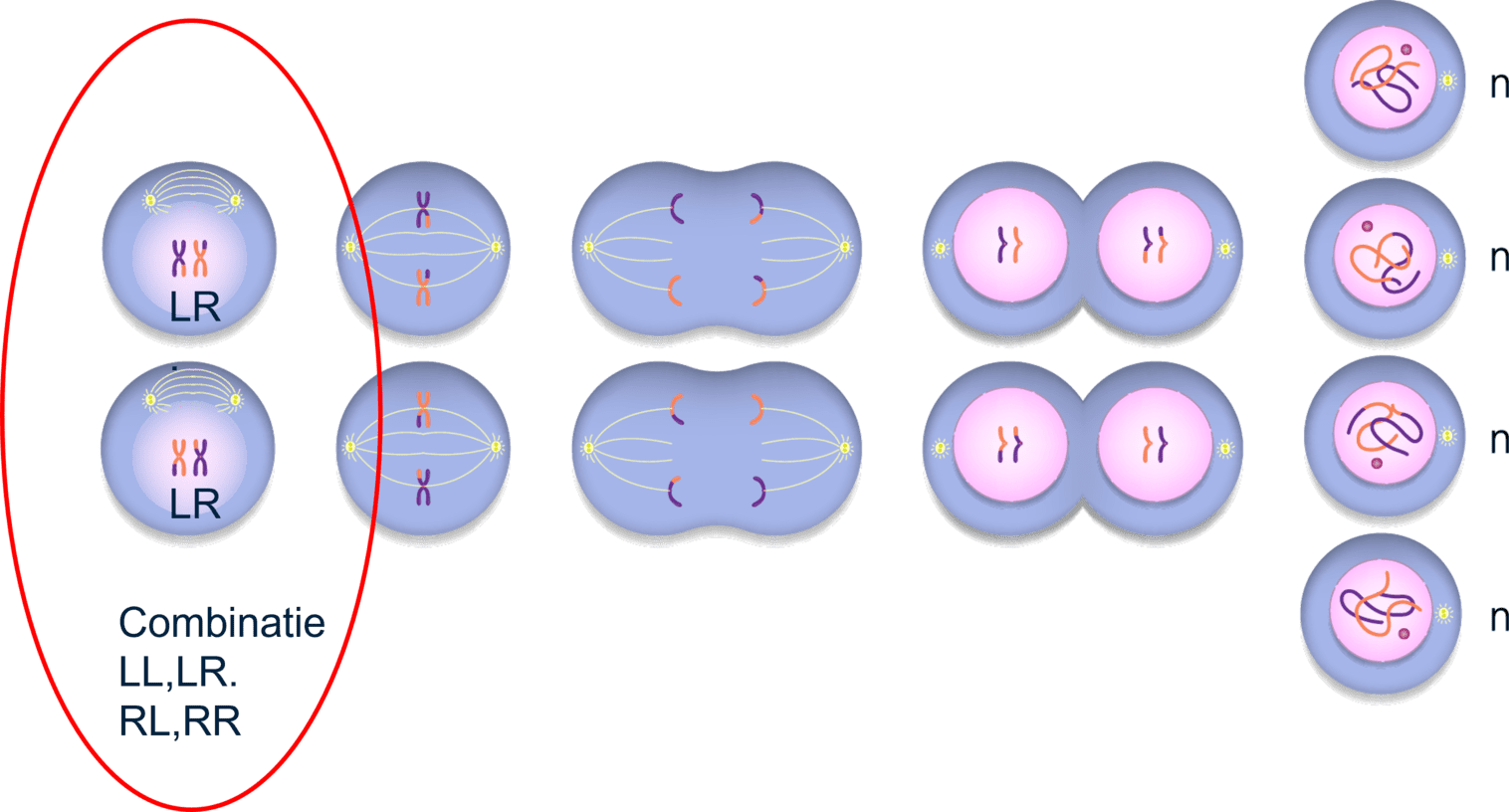 De variëteit die ontstaat door recombinatie schematisch weergegeven.