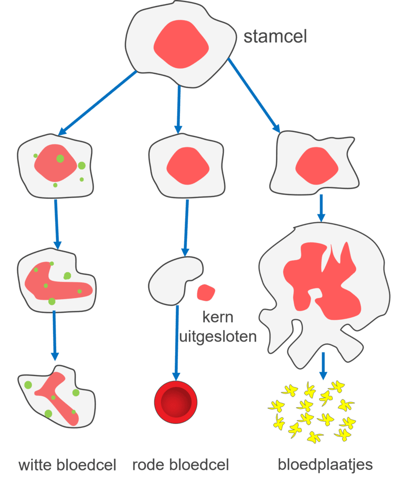 Afbeelding van het ontstaan van bloedplaatjes, rode en witte bloedcellen uit het beenmerg.