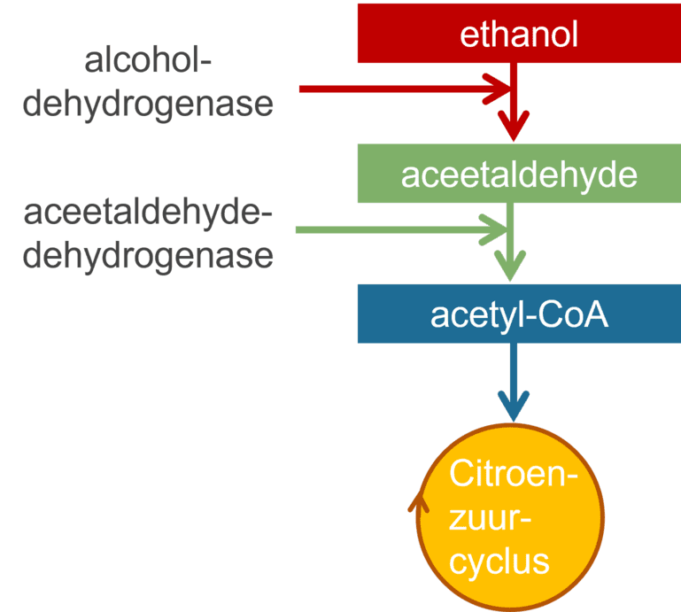 Detoxificatie van alcohol.