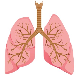 Een long (orgaan) bestaat uit verschillende soorten weefsels, zoals kraakbeenweefsel (bruin) en longweefsel (roze)