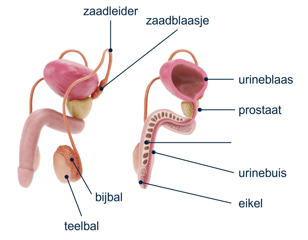 Zo zitten de mannelijke geslachtsorganen in elkaar.
