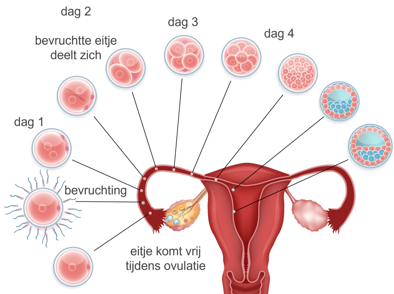 Afbeelding van de bevruchting
