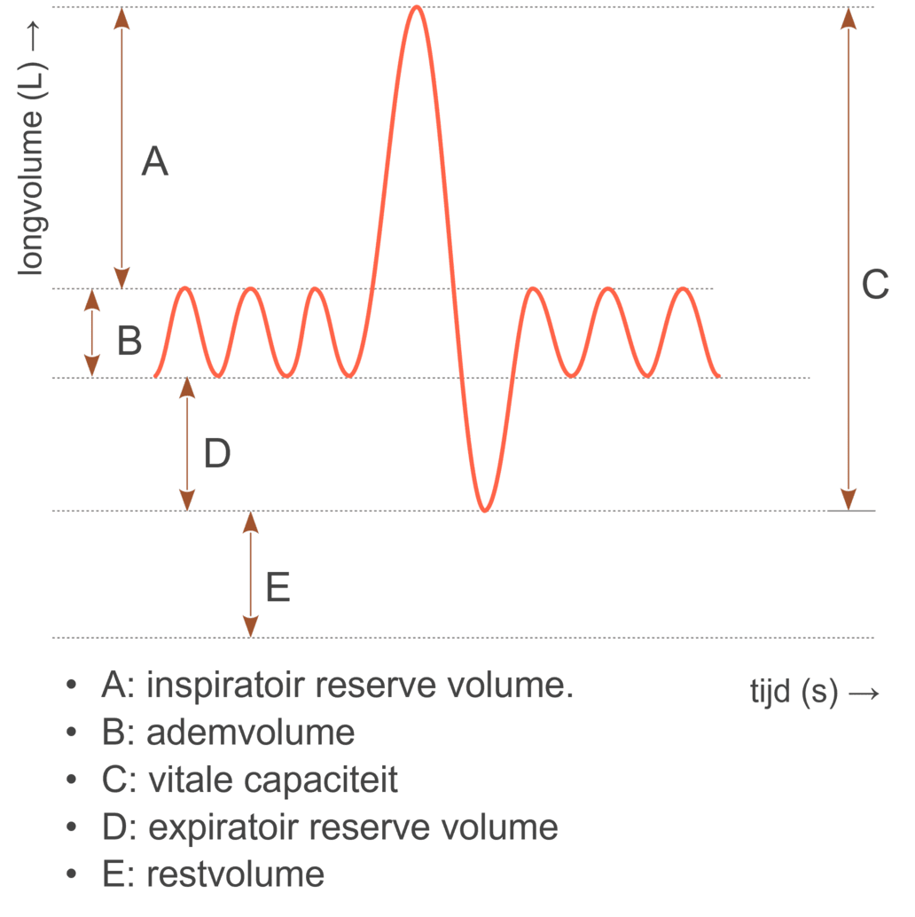 Verschillende volumes in de ademhalingsruimte.