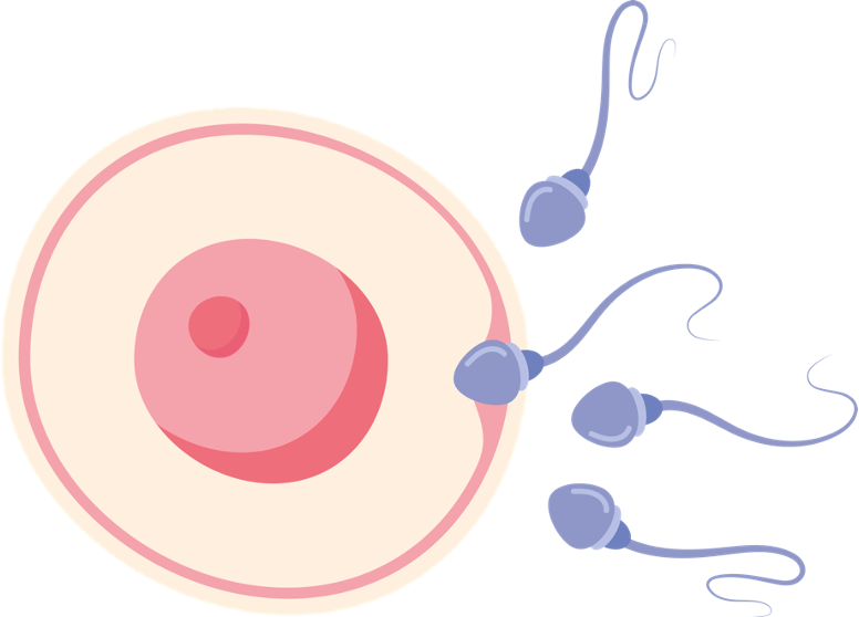 Zaadcel die een eicel bevrucht