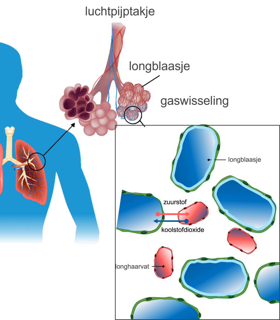 Diagram van hoe gaswisseling plaatsvindt via alveolair vocht.