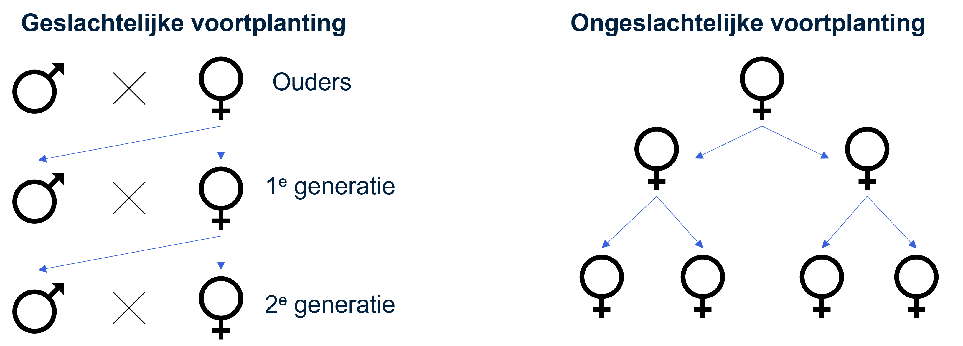 Verschil tussen populatiegroei bij ongeslachtelijke en geslachtelijke voortplanting schematisch weergegeven.