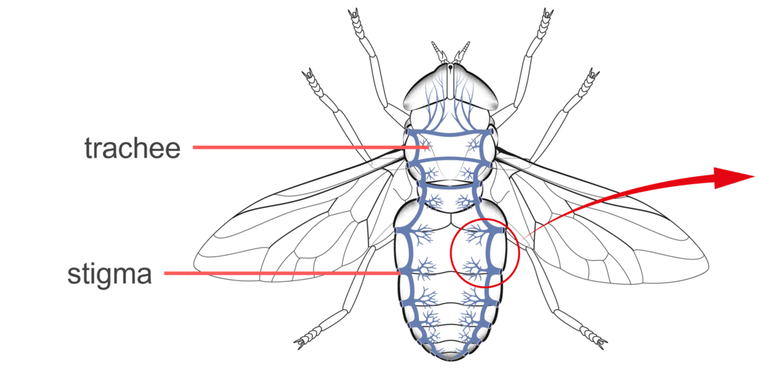 De ademhalingsorganen van een insect.