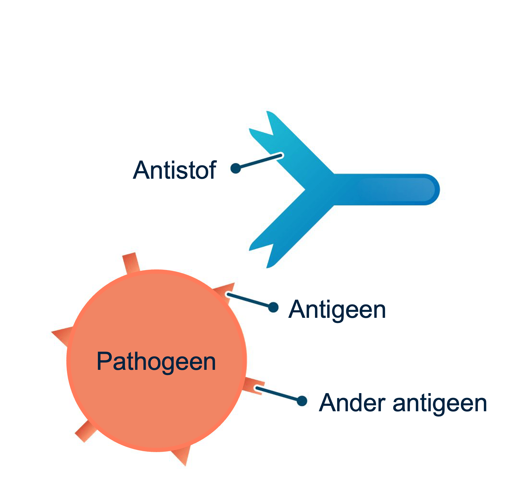 Figuur 1: antigenen en antistof