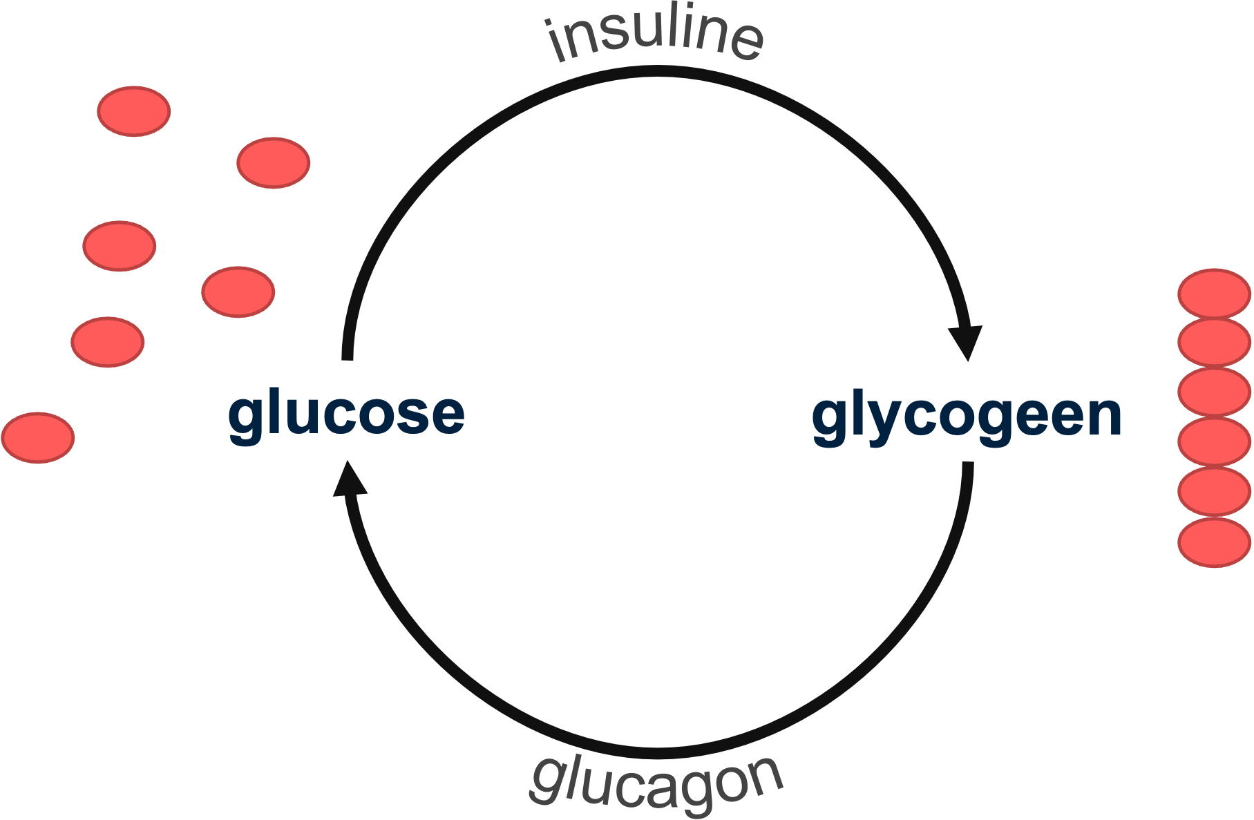Figuur 2: omzetting van glycogeen en glucose