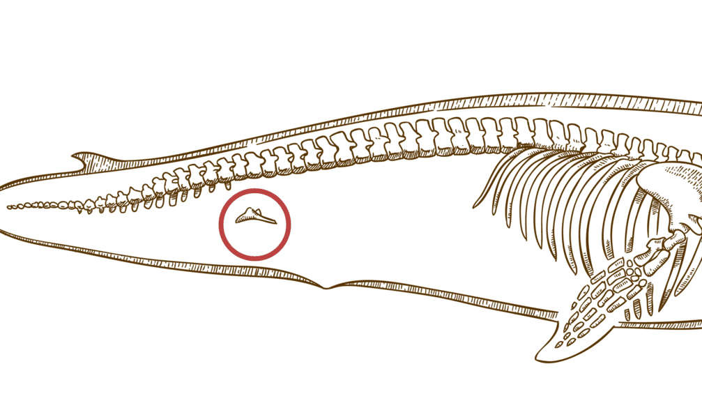 Afbeelding van de bekken van een walvis (rudimentair orgaan)