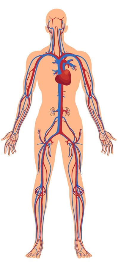 Afbeelding van de ligging van het hart in het lichaam