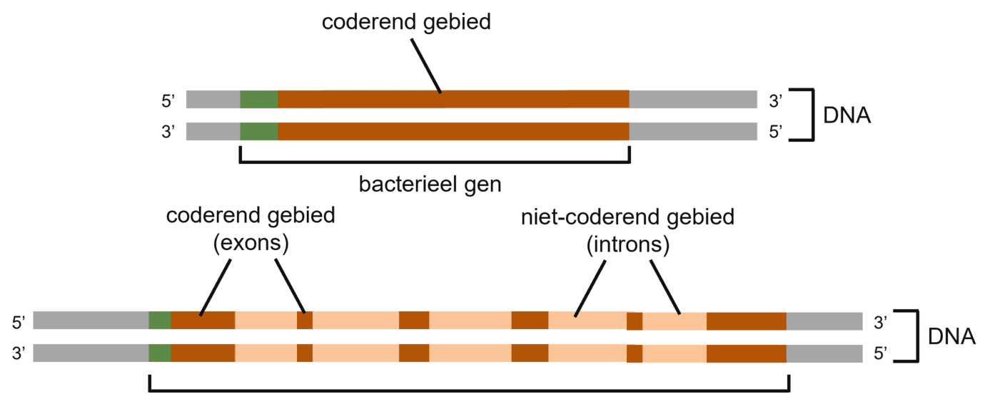 Het verschil tussen prokaryotische en eukaryotische cel