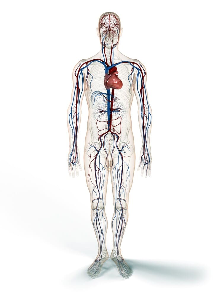 Afbeelding van het bloedvatenstelsel en het hart