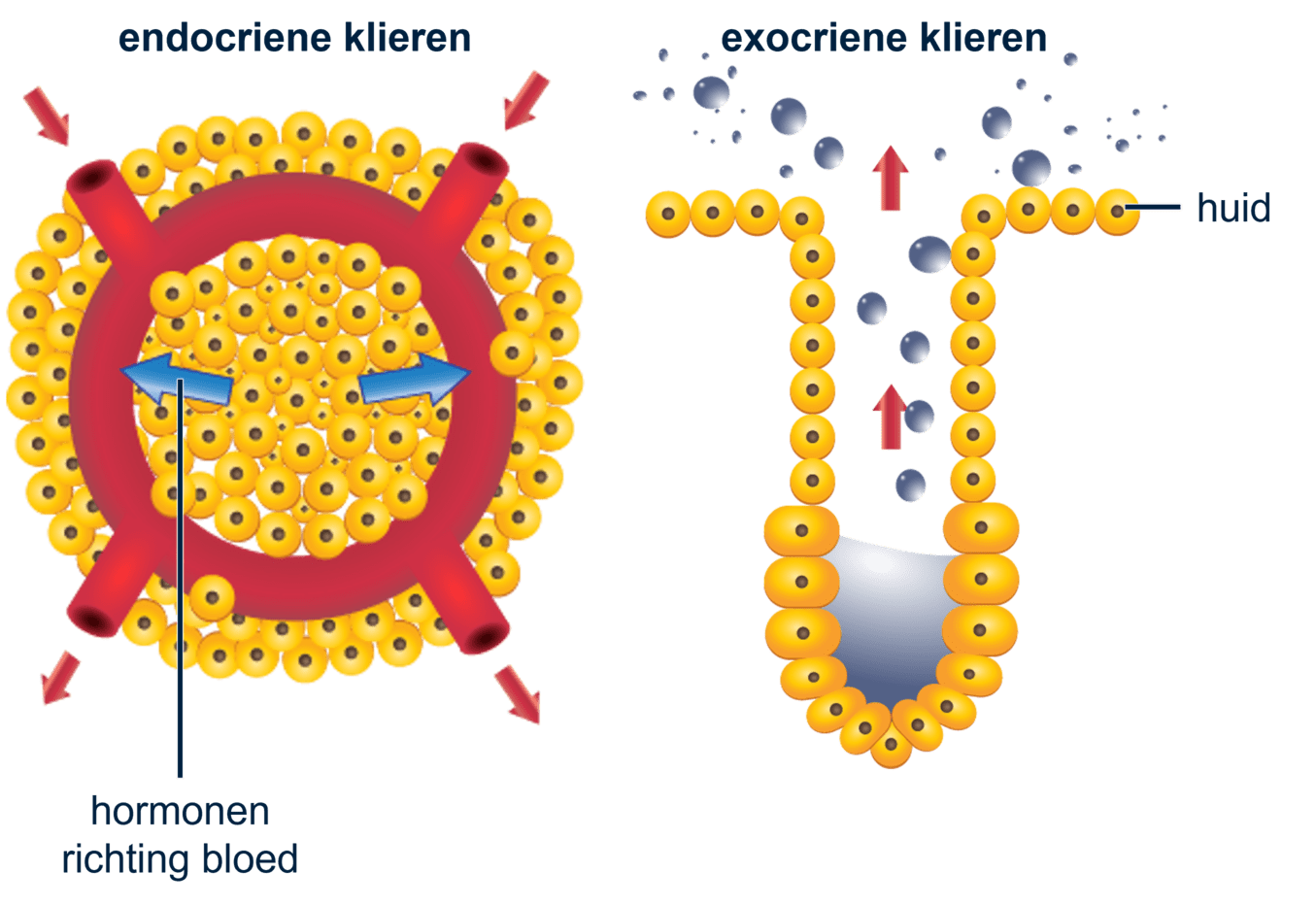 Schematische weergave van de endocrine en exocrine klieren.