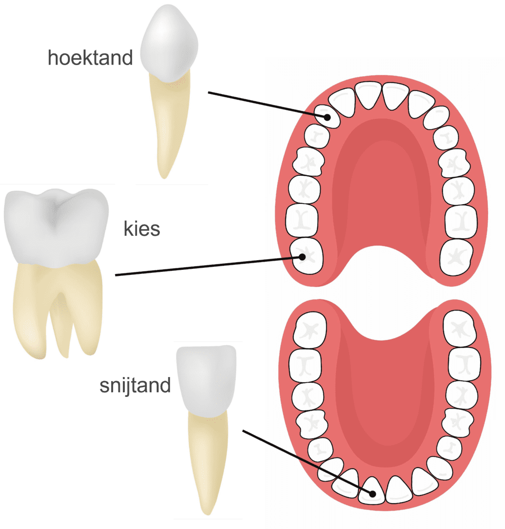 Illustratie van een voorbeeld van mechanische vertering, zoals het kauwproces.