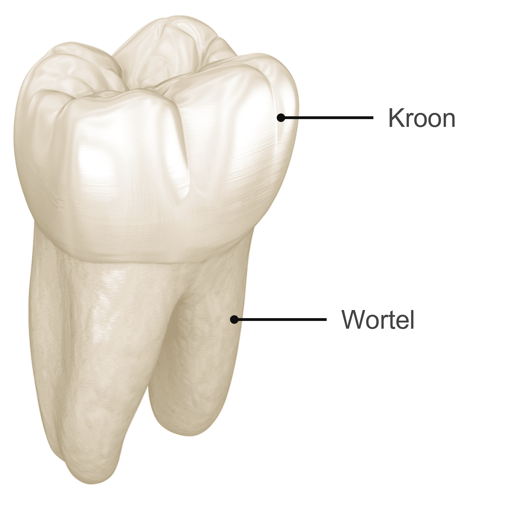Afbeelding van de bouw van een tand