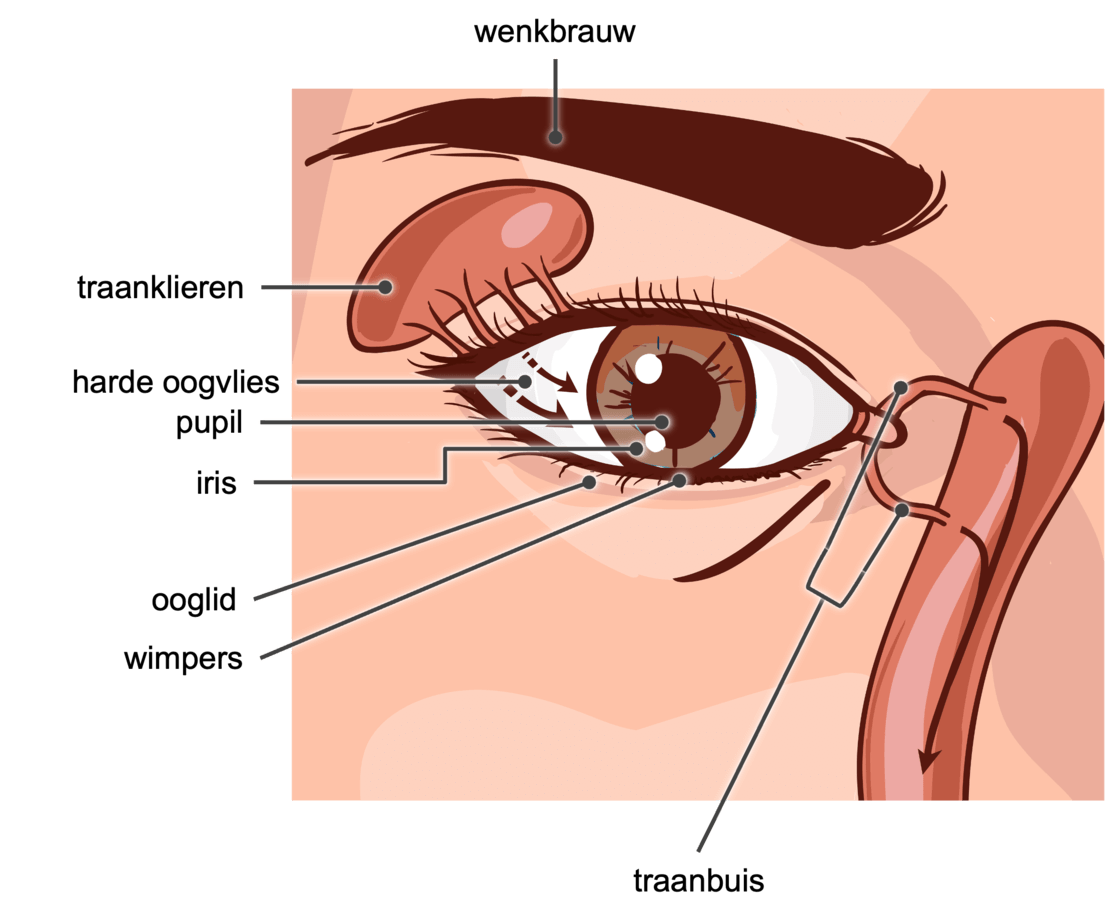 Onderdelen van het uitwendige deel oog